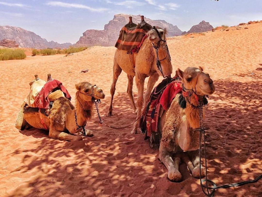 와디럼 Bedouin Memories Camp B&B 외부 사진